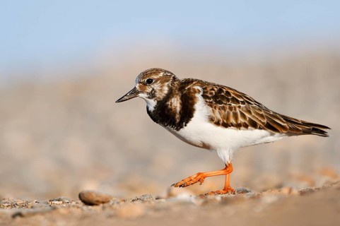 Turnstone (Arenaria interpres) in non-breeding plumage, Fuerteventura, Canary Islands, Spain