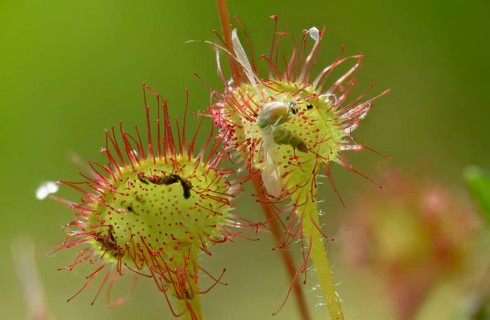 Brosswort, Bullwort, Drosera Rotundifolia, Droseraceae, Lord Spoon, Sky Spoon, Sky Dew, Round Leaf