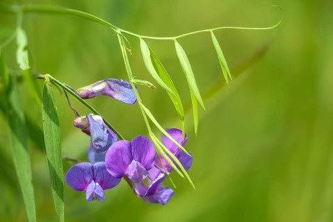 Lathyrus palustris, marsh pea, sweet pea, marsh pea, flora, plants