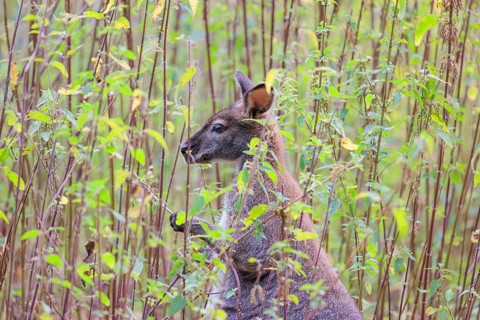 A red-necked wallaby (Macropus rufogriseus) sits on a cloudy day amidst tall, dense clumps of
