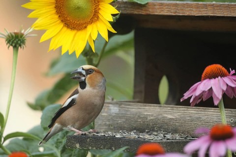 Hawfinch (Coccothraustes coccothraustes) at the bird feeder in the garden, between flowering purple