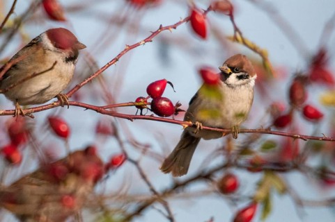 Tree Sparrow, Passer Montanus, Sparrow, Tree Sparrow, Autumn, Birds, Hedge, Autumn, Passeri,