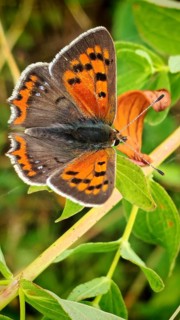 A close-up of a butterfly, the small copper (Lycaena phlaeas), with orange and black wings, resting