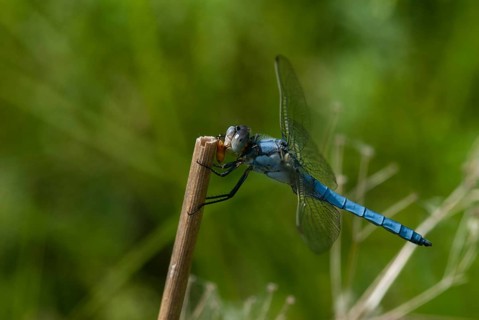 Orthetrum Brunneum, Southern Skimmer, Southern Blue Arrow, Anisoptera, Blue Arrow, Bulgaria,