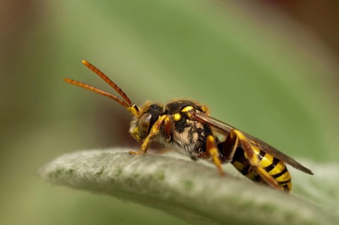 Hymenoptera, Lathbury's Nomad, Nomada Lathburiana, redheaded wasp bee, insects, wild bees