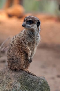 Meerkats (Suricata suricatta) feeding, Nuremberg Zoo, Middle Franconia, Bavaria, Germany. PR