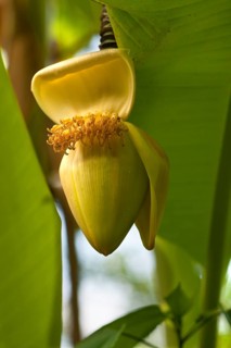 Flower with a fruit bud on a banana plant (Musa), Tropical House, Tiergarten, Nuremberg, Middle
