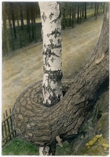Birch, entwined tree, tree love, nature with affection, A tree trunk hugs a birch tree in a forest
