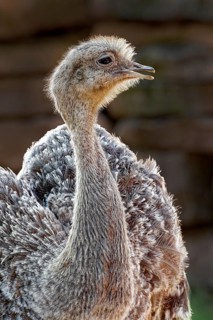 Animal portrait: Greater rhea (Rhea americana), South American flightless bird, bird, in captivity,