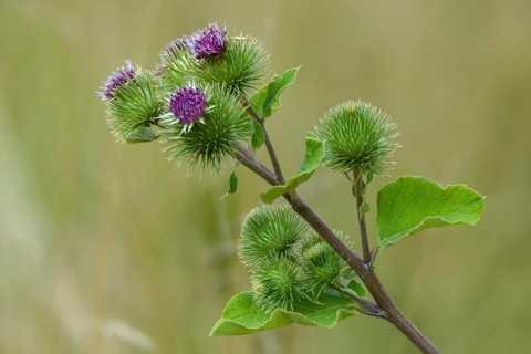 Arctium Lappa, Asteraceae, Burdock, Large Burdock, Daisy, Beggar's Buttons, Edible Burdock, Flora,