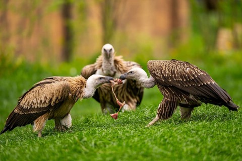 Griffon Vultures (Gyps fulvus) standing on a meadow in spring, bavaria, Germany