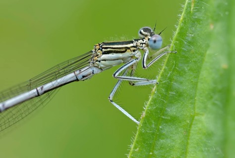 Azure damselfly, blue feather dragonfly, platycnemis pennipes, white-legged damselfly, damselflies,