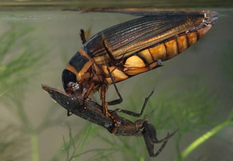 Dytiscus circumflexus, yellowy beetle, water scorpion, aquatic, beetle, prey, capture, female,