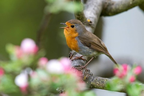 Erithacus rubecula, fruit tree blossoms, robin, robins, birds, call, spring, song, passeri, call,