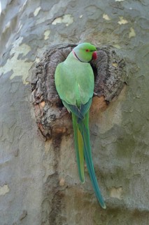 A single parrot sits in a tree hollow, still and alert: a ring-necked parakeet (Psittacula