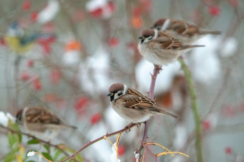 Tree sparrow, dog rose, Passer Montanus, pink canina, rosaceae, rose family, sparrow, tree sparrow,