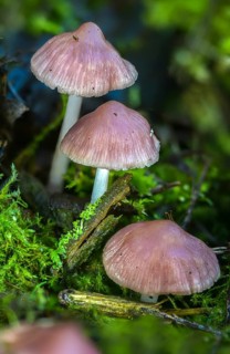 Mycena rosea, radish helmet, pink radish helmet, rosy bonnet, fungi, fungus, high size, vertical