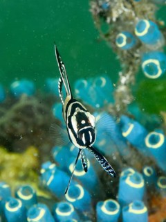 A black-and-white fish with a striking pattern, the Banggai cardinalfish (Pterapogon kauderni),
