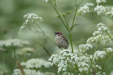 Tree sparrow (Passer montanus) adult bird on a Cow parsley plant stem, England, United Kingdom