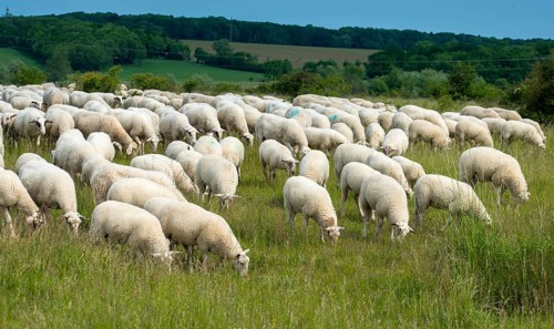 Artiodactyla, domestic sheep, even-toed ungulate, Germany, domestic sheep, nabu, natural heritage,