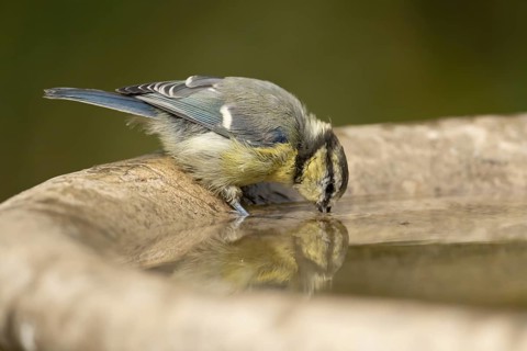 Blue tit (Cyanistes caeruleus) adult garden bird drinking water from a bird bath, England, United