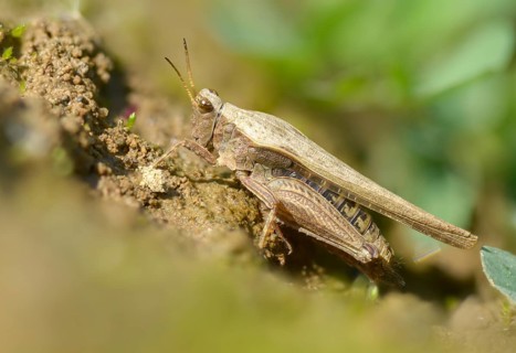 Caelifera, thorn scare, grasshoppers, short-feeler scare, sabre-thorn scare, tetrix subulata,