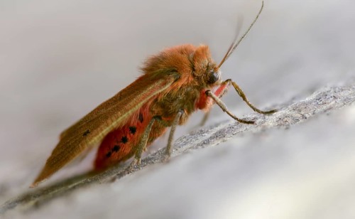 Phragmatobia fuliginosa, rust-wing, rust-winged bear, cinnamon bear, insects, moths, moths, moths,