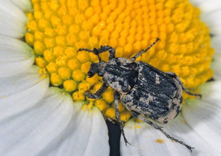 Leaf horn beetle, rotting wood scarab beetle, scarabaeidae, stumbling beetle, valgus hemipterus,