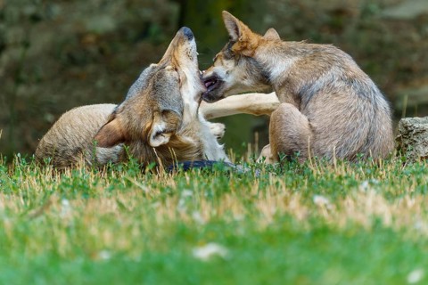 Timberwolf, wolf, American wolf (Canis lupus lycaon), Germany: Two wolves play happily in a meadow