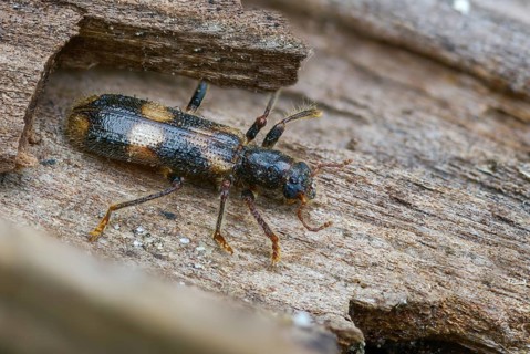 Furry checkered beetle, Opilo mollis, beautiful beetle, beetle, coleoptera, insects, beetles