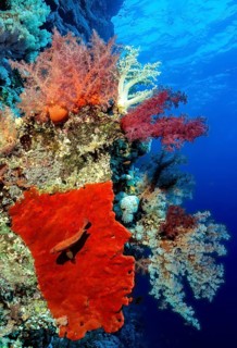 Underwater photograph of several species of brightly coloured soft corals (Dendronephthya) growing