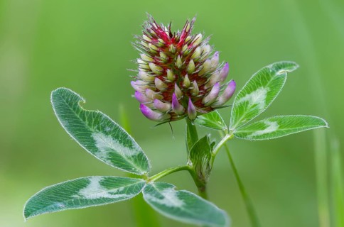 Fabaceae, medium clover, butterflies, trifolium medium, zigzag clover, flora, clover, plants,