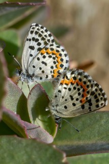 Chequered blue, midget blue, Scolitantides Orion, butterfly, high size, portrait, insects, copula,