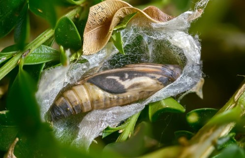 Box tree moth, boxwood moth, boxwood moth, cydalima perspectalis, moth, web, insects, moths, pupa,