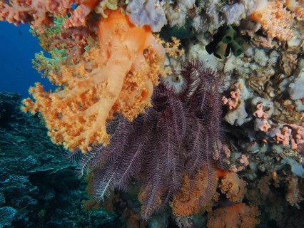 Yellow tree coral (Dendronephthya) on a textured reef top, Crystal Bay dive site, Nusa Ceningan,
