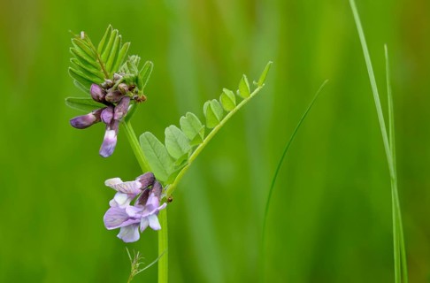 Fabaceae, butterflies, vicia sepium, vetch, bush vetch, flora, plants