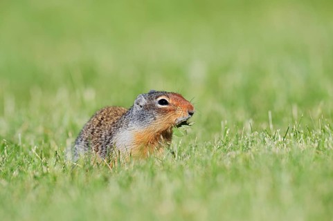 Columbia ground squirrel (Urocitellus columbianus, Spermophilus columbianus) feeding in a meadow,