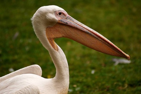 Pelican, Pelecanus, Nürnberger Tiergarten, Am Tiergarten 30, Nuremberg, Middle Franconia, Bavaria,
