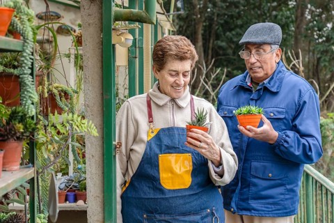 Mature woman in denim apron and a man each hold a small orange pot with haworthia succulents