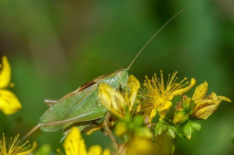 Tettigonia cantans, Upland green bush cricket, chirping hayhorse, chirping scare, ensifera,