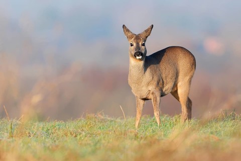 European roe deer (Capreolus capreolus), doe standing in a meadow, Lower Saxony, Germany