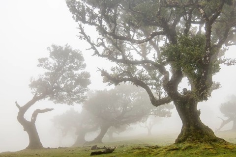 Laurel trees (Laurus nobilis) on Madeira, Fanal, Madeira, Portugal