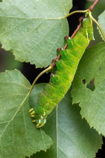 Birch moth, endromis versicolora, kentish glory, butterfly, high size, portrait, inchworm, insects,