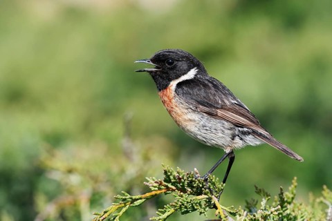 Black-throated Stonechat (Saxicola rubicola), singing male, Algarve, Portugal
