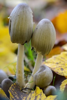 Coprinopsis atramentaria, Coprinus atramentarius, wrinkle tint, gray tintling, knot tint, fungi,