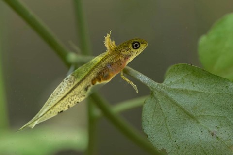 Great Crested Newt, Crested Newt, Northern Crested Newt, Triturus Cristatus, Amphibians,