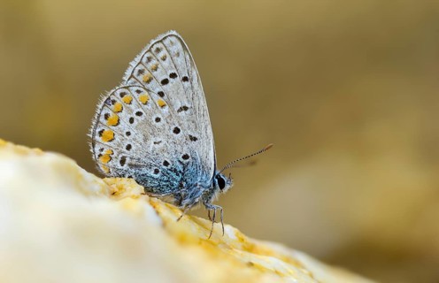 Common blue, common blue, crested blue, polyommatus icarus, blue, butterfly, insects, butterflies,