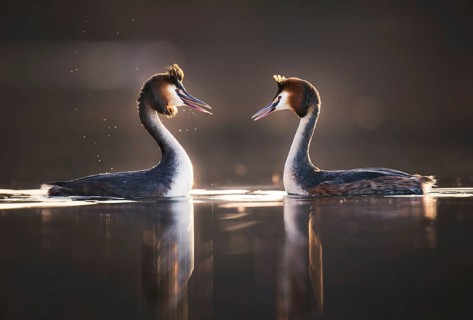 Great Crested Grebe (Podiceps cristatus), courting pair, Zurich, Switzerland