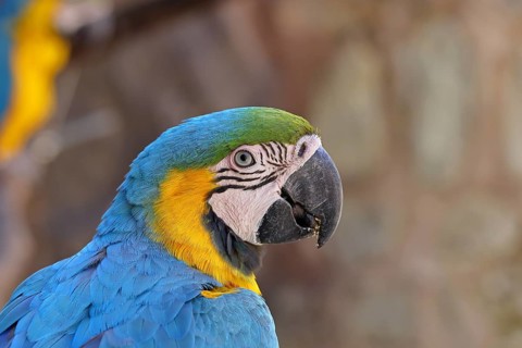 Yellow-breasted macaw (Ara ararauna), animal portrait, captive, found in South America, Hesse,