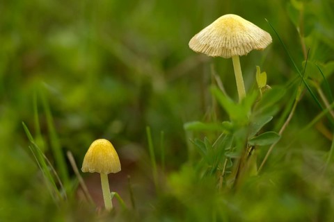 Bolbitius titubans, Bolbitius vitellinus, yellow dung mushroom, golden dung mushroom, fungi,